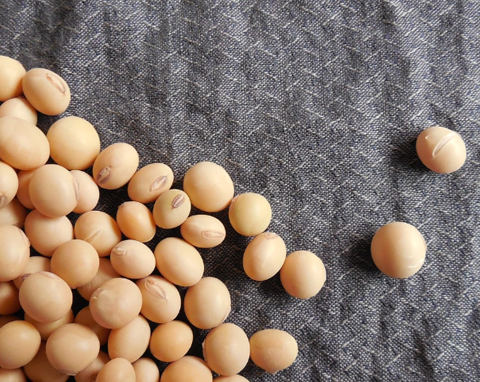 Do soybean exports require quotas?